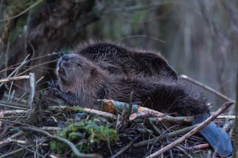 Beaver - Harald Lassner