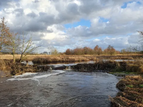 Beaver dam - Cindy de Jonge