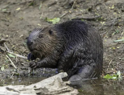 Wild beaver on The River Tay -cropped - Beaver Trust.jpg