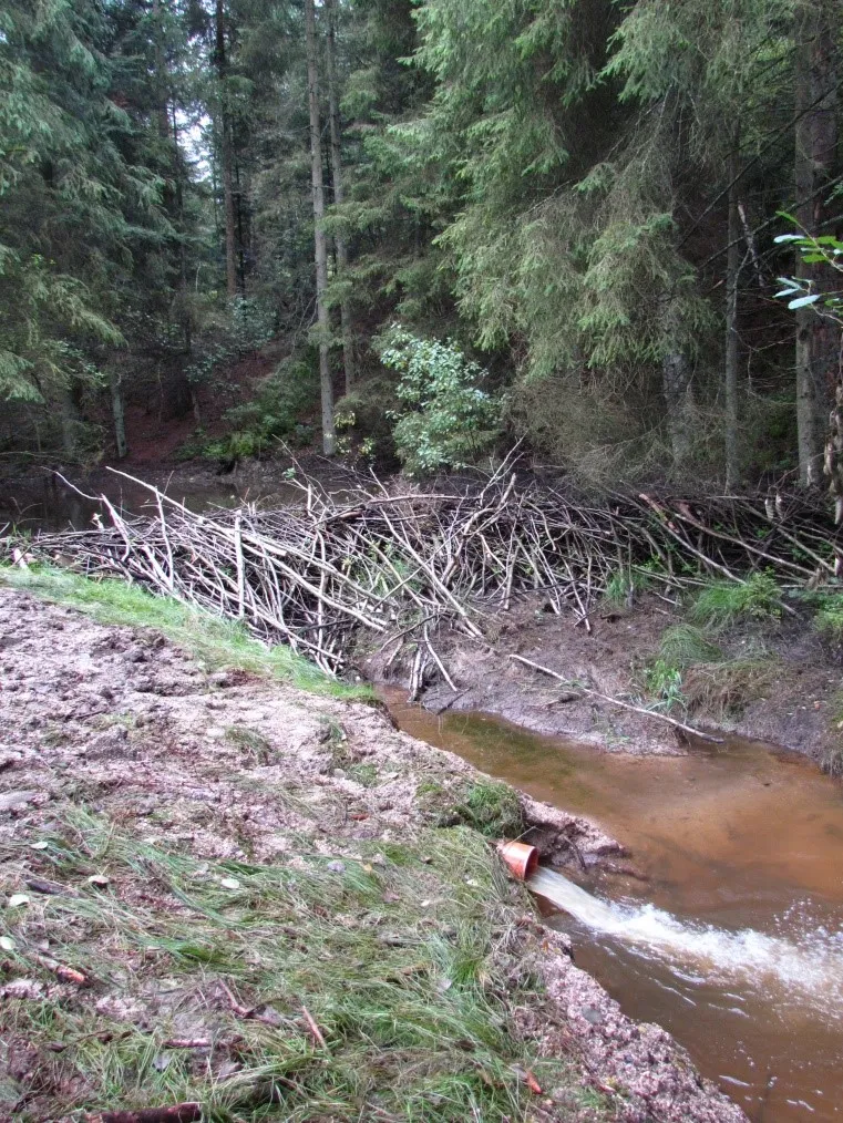 Beaver deceiver 2- R Campbell-Parker