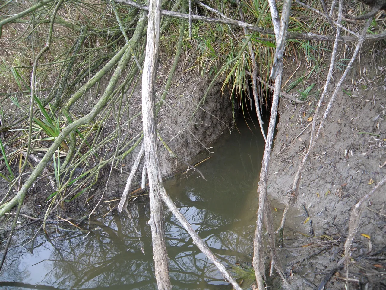Beaver burrow - C. Lange