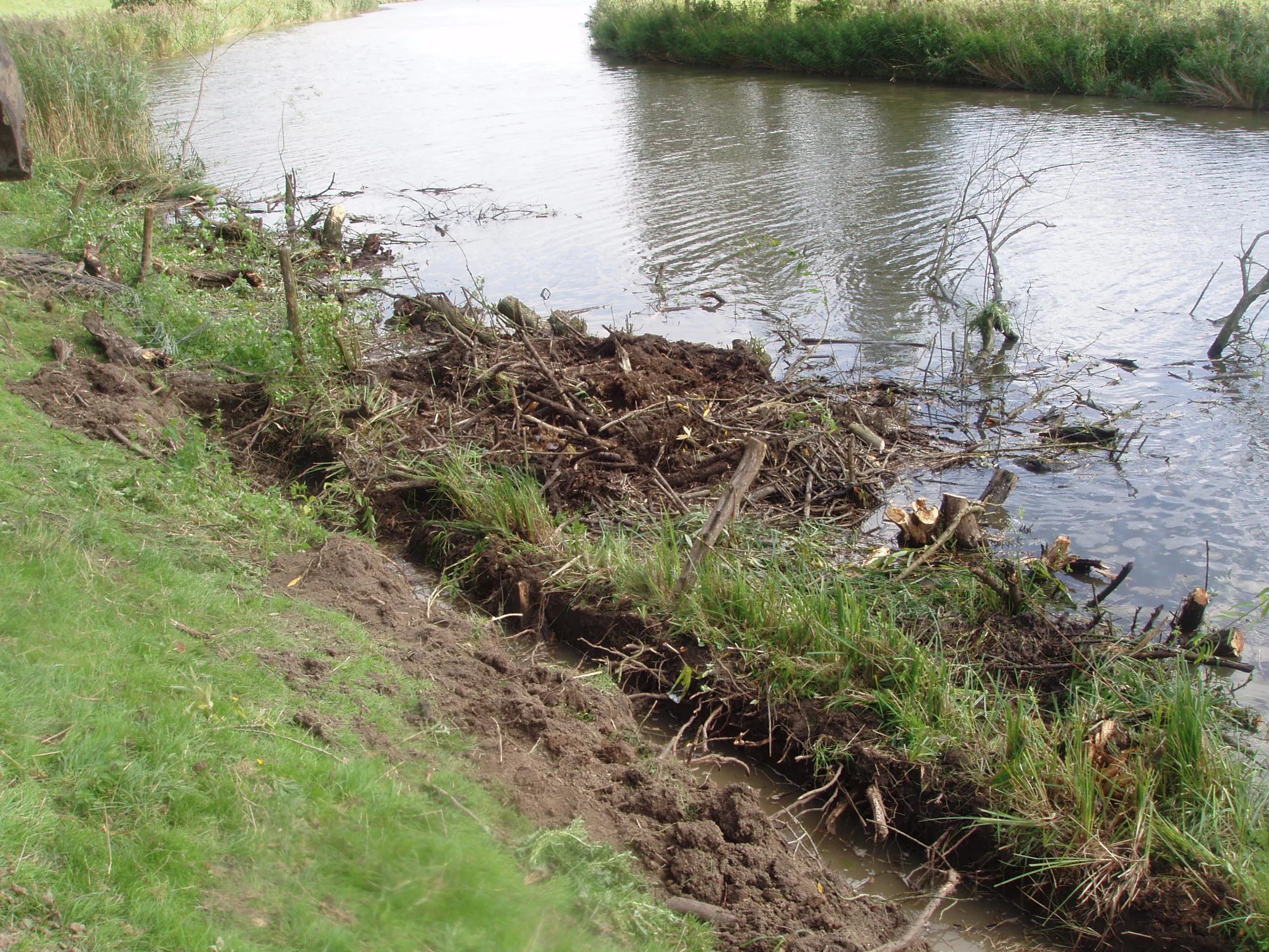 Removal woody vegetation Waalwijk - V. Dijkstra